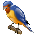 swallow_bird